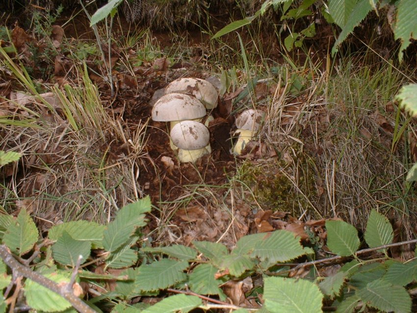 boletus radicans